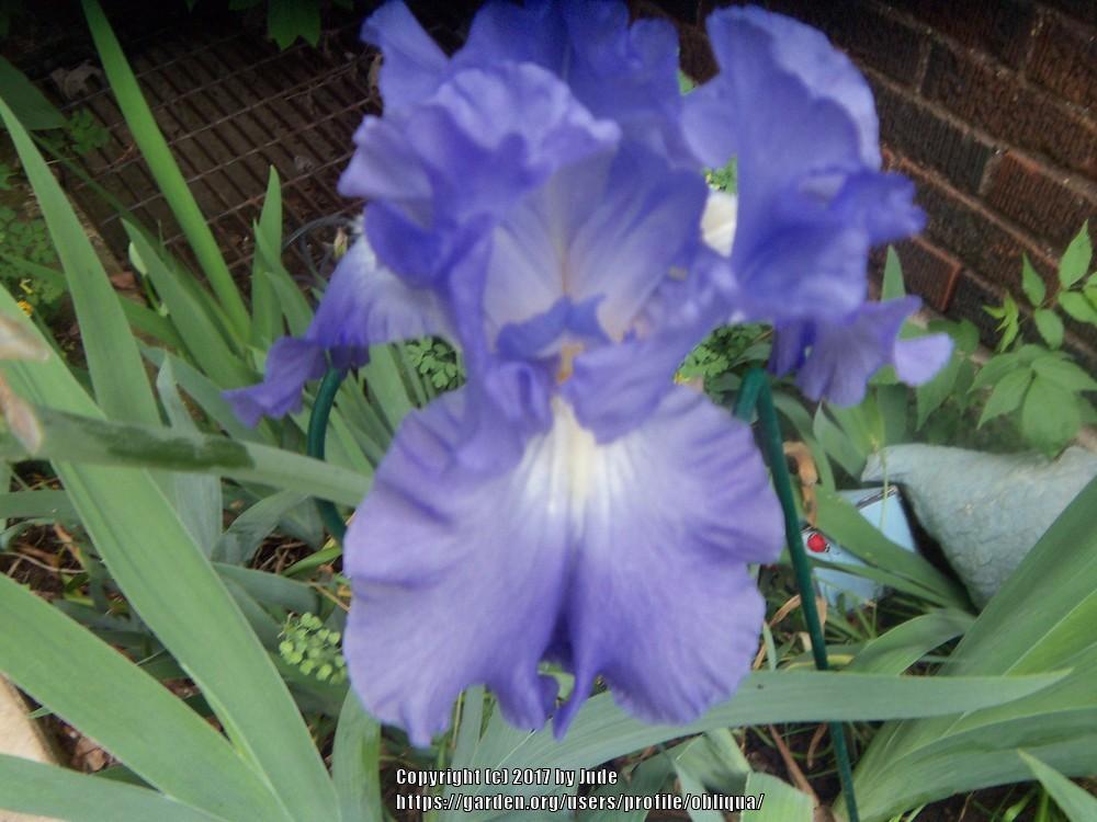 Photo of Tall Bearded Iris (Iris 'Victoria Falls') uploaded by obliqua