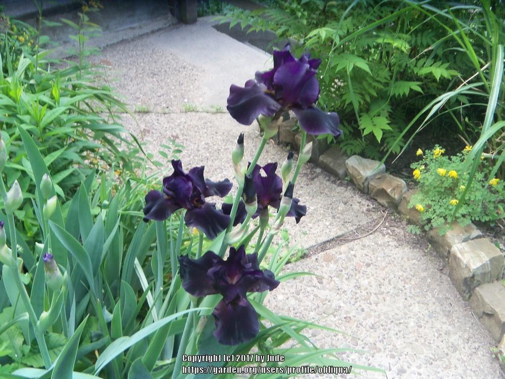 Photo of Tall Bearded Iris (Iris 'Hello Darkness') uploaded by obliqua