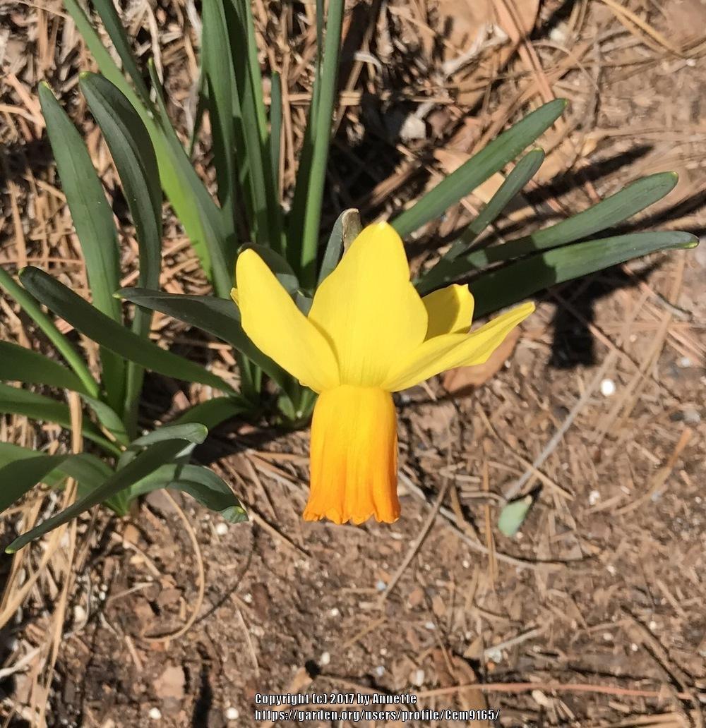Photo of Cyclamineus Daffodil (Narcissus 'Jetfire') uploaded by Cem9165