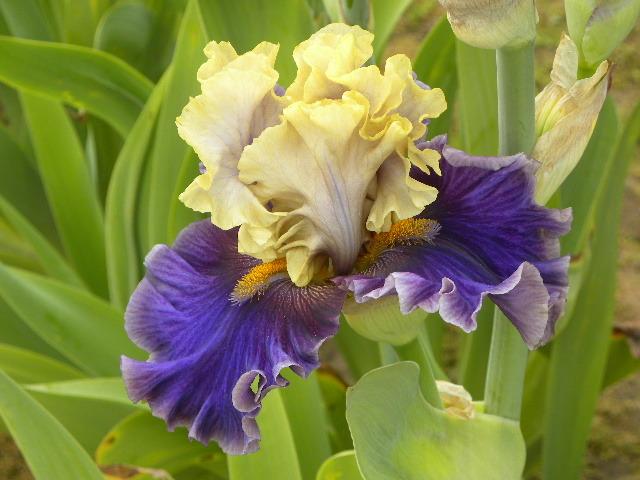 Photo of Tall Bearded Iris (Iris 'Painted Shadows') uploaded by SassyCat