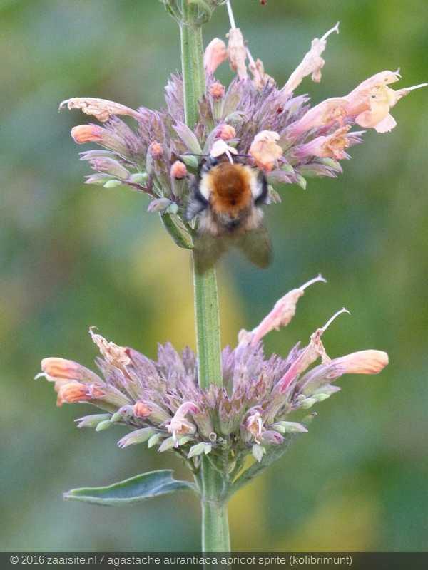 Photo of Anise Hyssop (Agastache aurantiaca 'Apricot Sprite') uploaded by gea_at_zaaisite