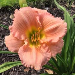Location: My garden in Warrenville, SC
Date: 2016-04-30
Early blooms are often single