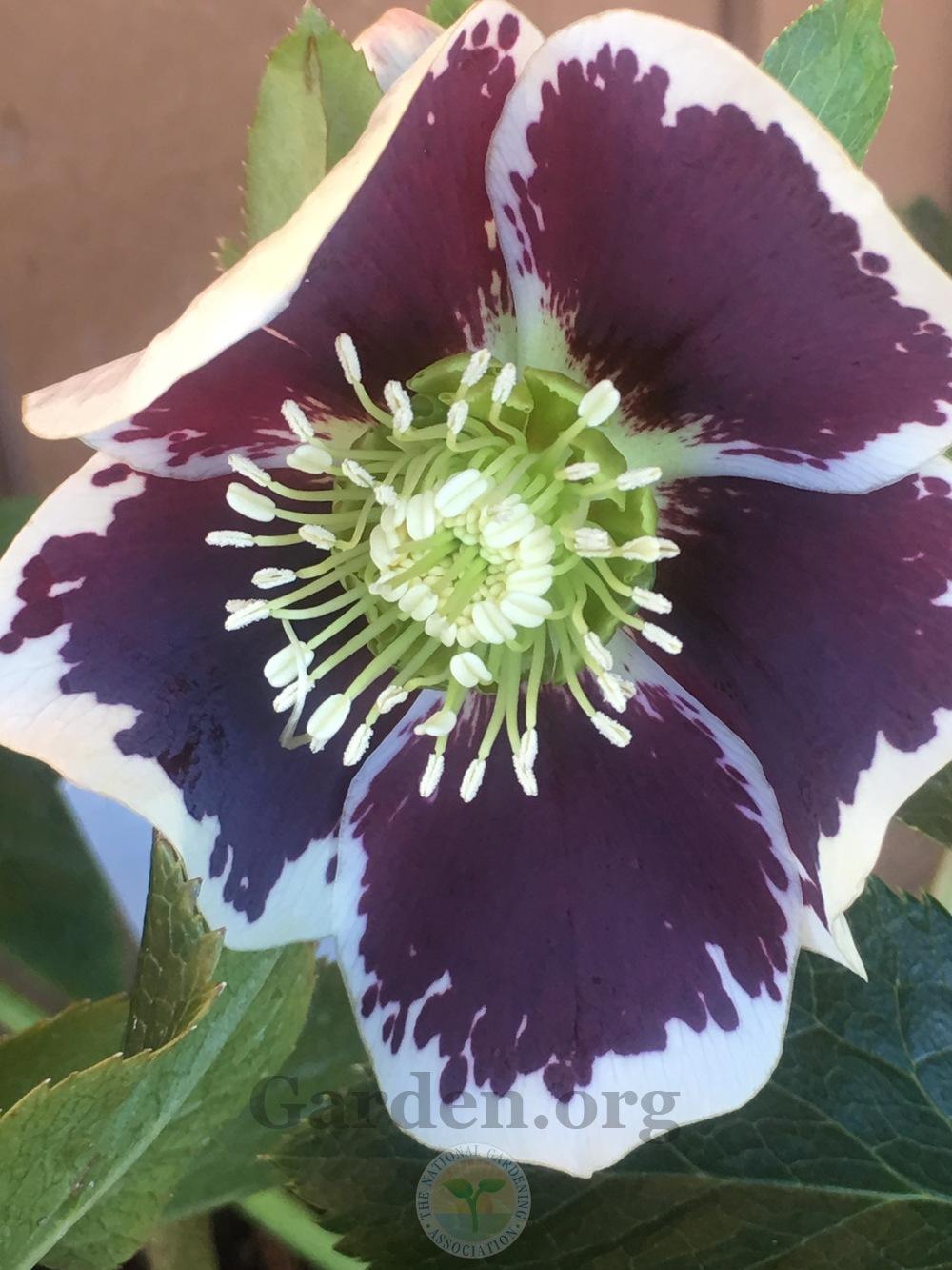Photo of Hellebore (Helleborus Winter Jewels™ Painted) uploaded by springcolor