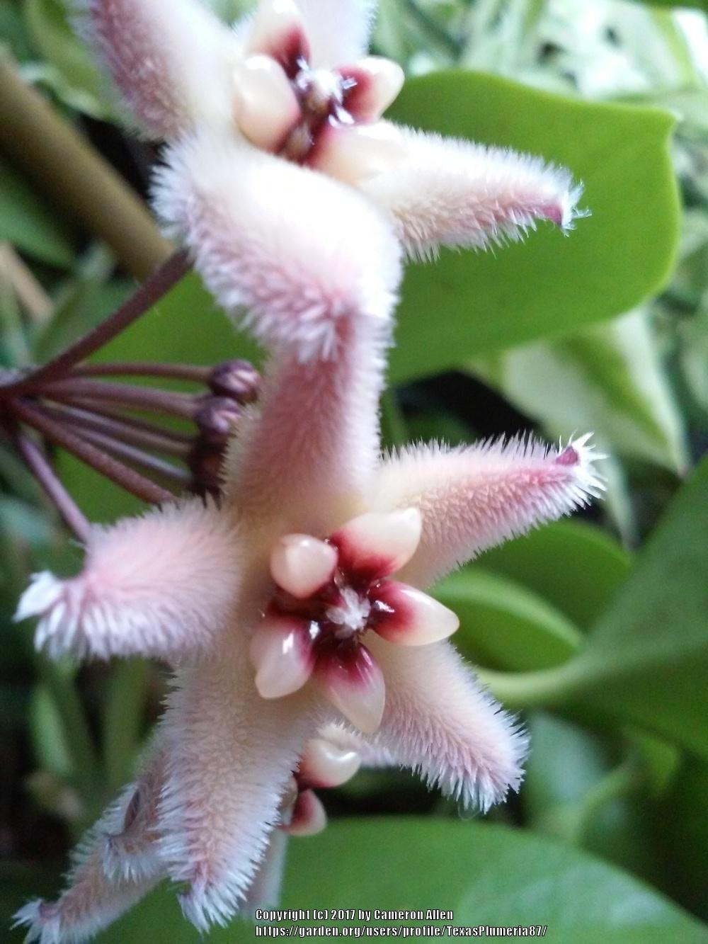 Photo of Wax Plant (Hoya buotii) uploaded by TexasPlumeria87