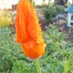 
Date: 2017-02-19
First California poppy bloom opening up