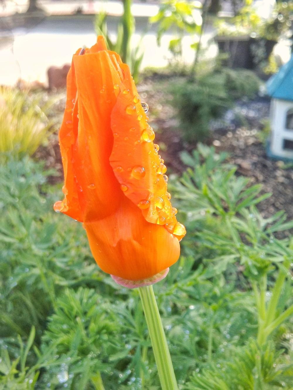 Photo of California Poppy (Eschscholzia californica) uploaded by carlysuko
