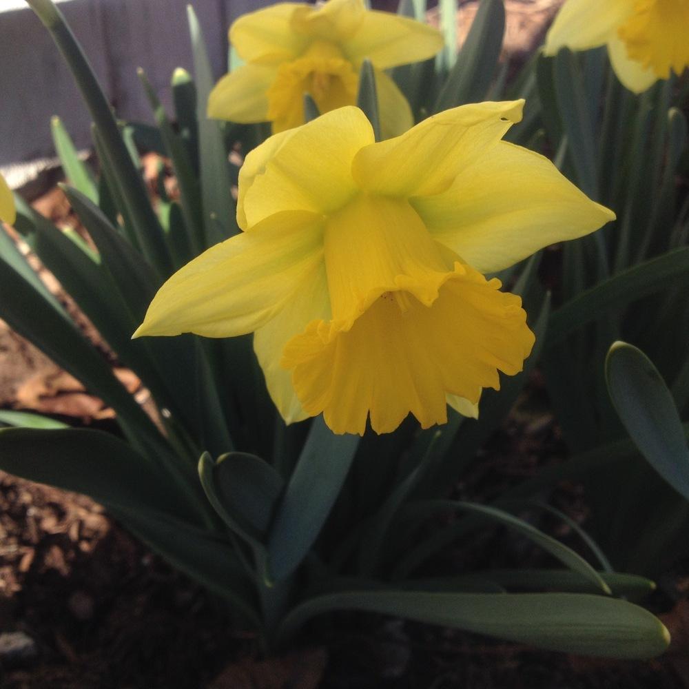 Photo of Trumpet daffodil (Narcissus 'Rijnveld's Early Sensation') uploaded by csandt