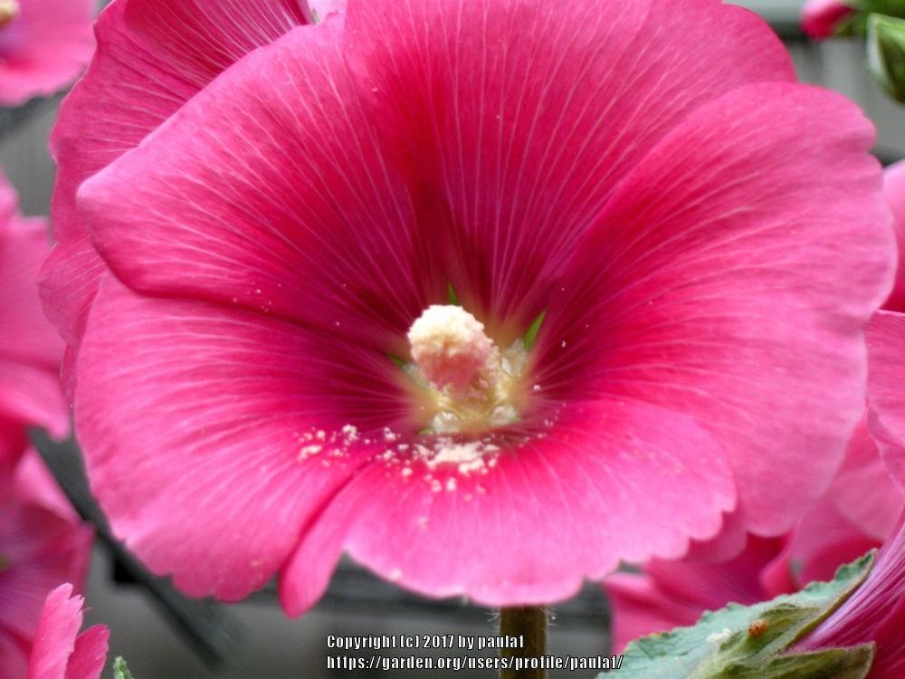 Photo of Hibiscus uploaded by paulaf