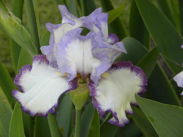 Photo of Tall Bearded Iris (Iris 'Petticoat Shuffle') uploaded by SassyCat