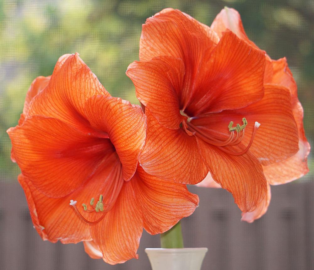 Photo of Amaryllis (Hippeastrum Gold Medal®) uploaded by bsharf