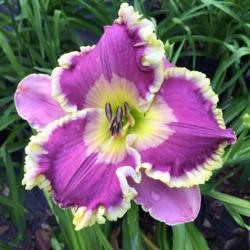 Location: Dallas, TX
Most vibrant, beautiful daylily I've ever seen.  This is not doct