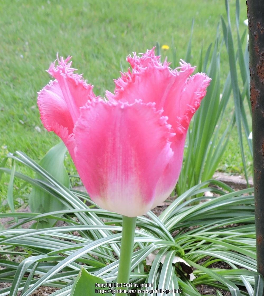 Photo of Tulips (Tulipa) uploaded by paulaf