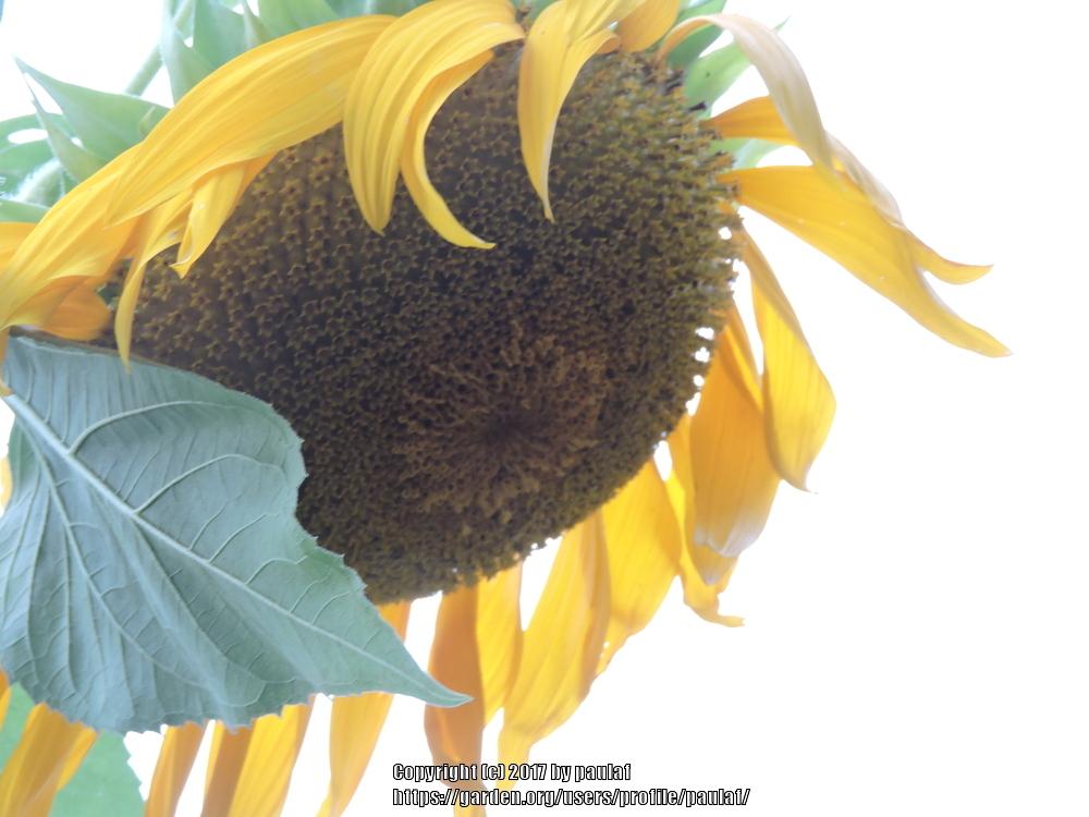 Photo of Sunflowers (Helianthus annuus) uploaded by paulaf