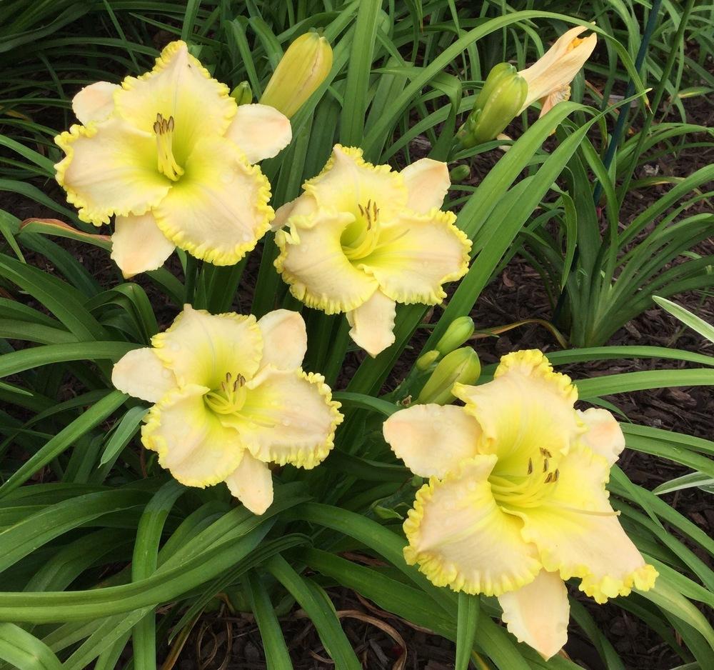 Photo of Daylilies (Hemerocallis) uploaded by scflowers