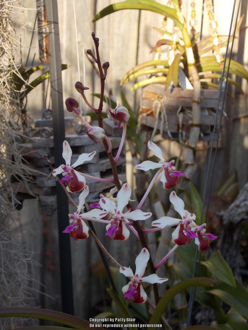 Photo of Orchid (Vanda lamellata var. boxallii) uploaded by SarasotaPatty