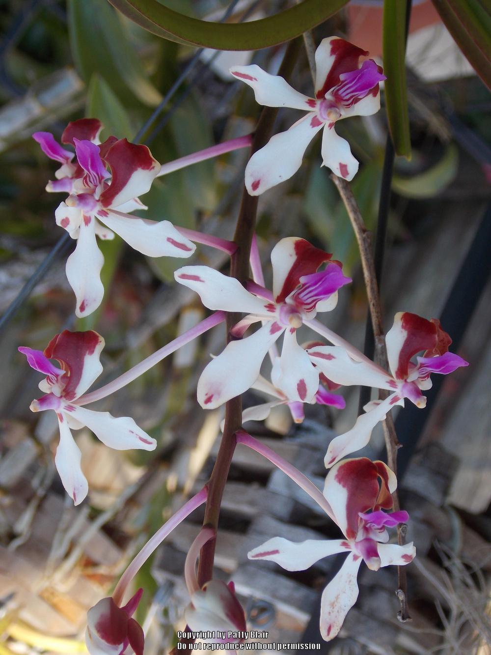 Photo of Orchid (Vanda lamellata var. boxallii) uploaded by SarasotaPatty