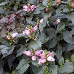 Photo of Pink Turtlehead (Chelone lyonii 'Hot Lips') uploaded by Lalambchop1