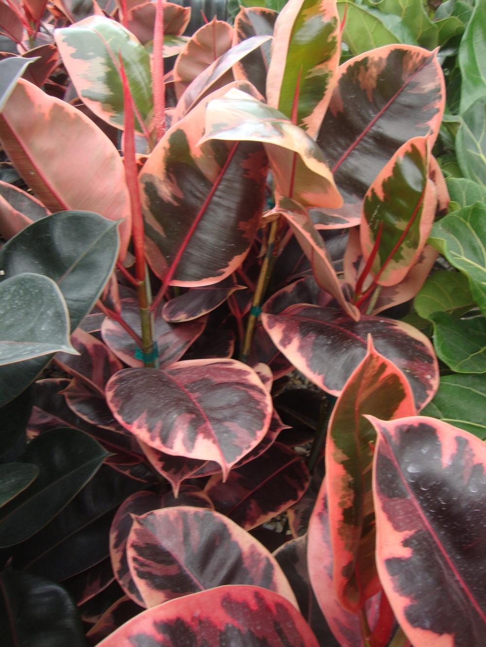Photo of Variegated Rubber Tree (Ficus elastica 'Ruby') uploaded by Paul2032
