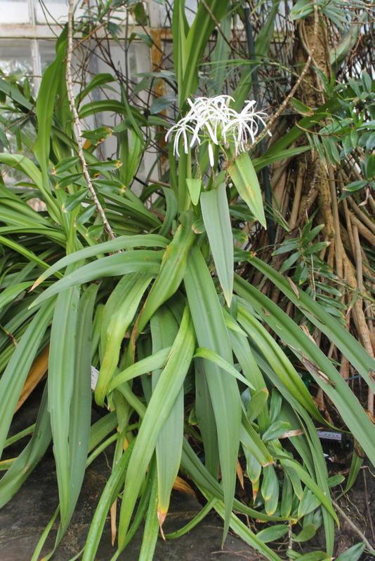 Photo of Crinum (Crinum asiaticum var. pedunculatum) uploaded by RuuddeBlock