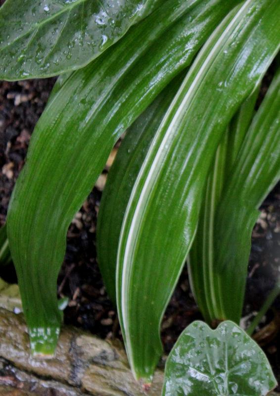 Photo of Variegated Grand Crinum Lily (Crinum asiaticum 'Variegatum') uploaded by RuuddeBlock
