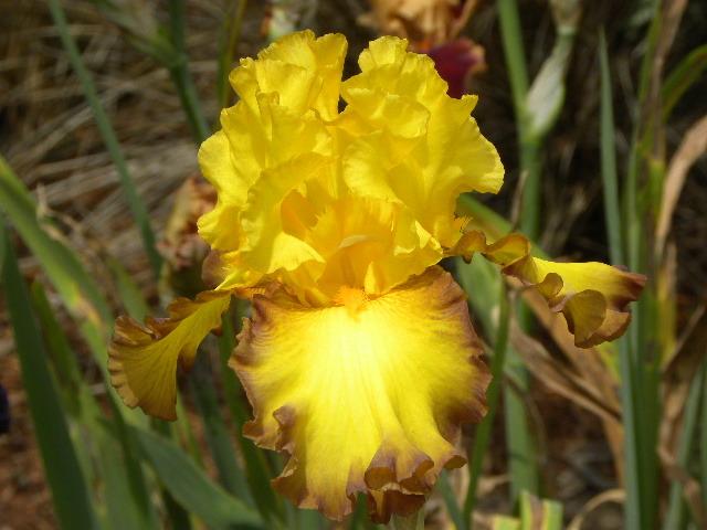 Photo of Tall Bearded Iris (Iris 'Ray Dale Kerr') uploaded by SassyCat