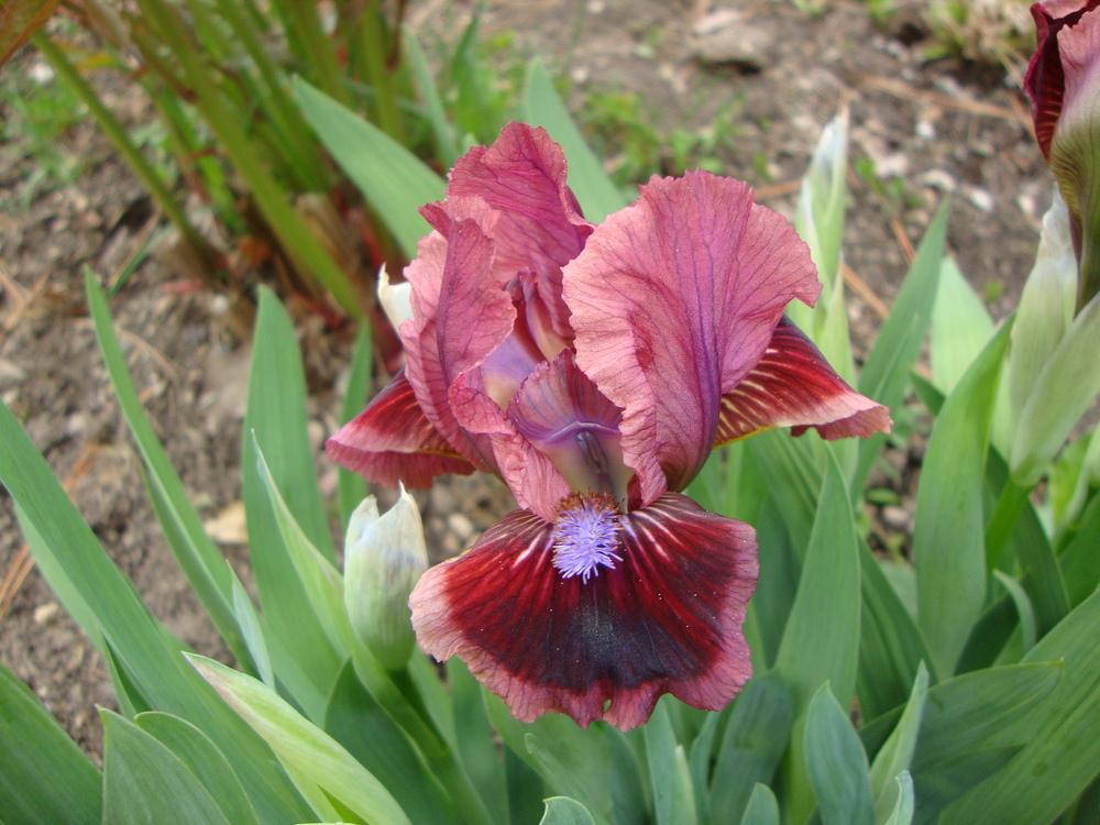 Photo of Standard Dwarf Bearded Iris (Iris 'Cat's Eye') uploaded by Paul2032