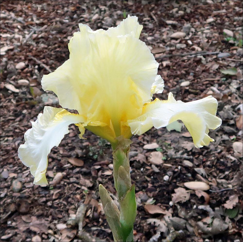 Photo of Tall Bearded Iris (Iris 'Summer Waltz') uploaded by Polymerous