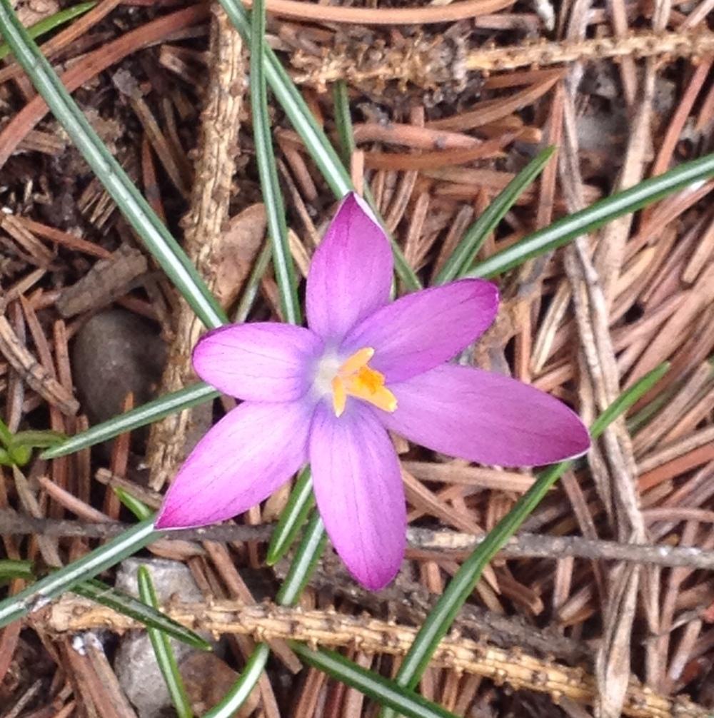 Photo of Crocus uploaded by bxncbx