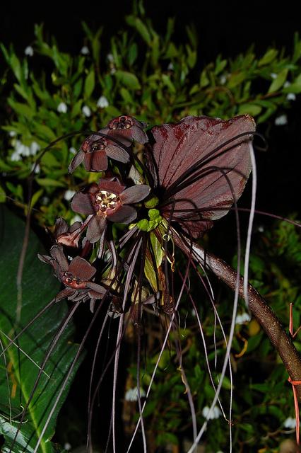 Photo of Bat Flower (Tacca chantrieri) uploaded by longk