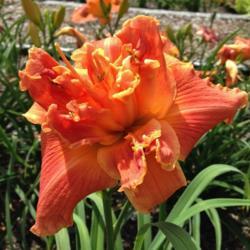 Location: Pembroke, GA
Date: 2014-06-03
Photo courtesy of Joiner Daylily Gardens. Used with permission.