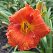 Photo courtesy of Joiner Daylily Gardens. Used with permission.