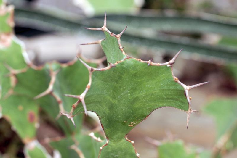 Photo of Euphorbia (Euphorbia angularis) uploaded by RuuddeBlock