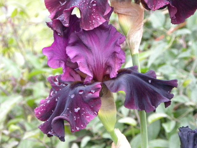 Photo of Tall Bearded Iris (Iris 'Silken Trim') uploaded by SassyCat