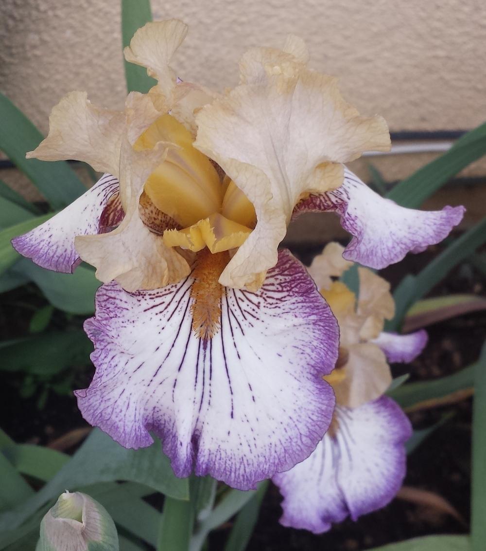 Photo of Tall Bearded Iris (Iris 'Chief John Jolly') uploaded by mesospunky