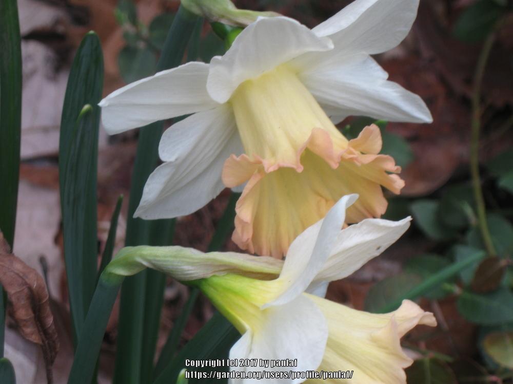 Photo of Daffodils (Narcissus) uploaded by paulaf