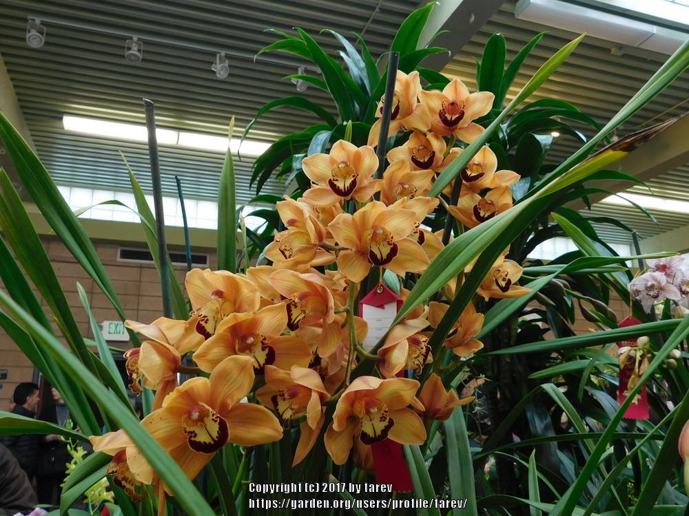 Photo of Orchid (Cymbidium) uploaded by tarev