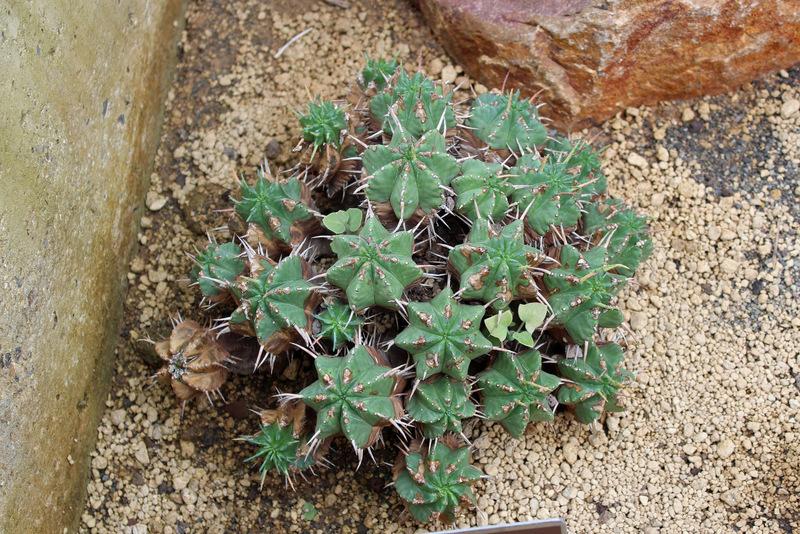 Photo of Euphorbia (Euphorbia ferox) uploaded by RuuddeBlock