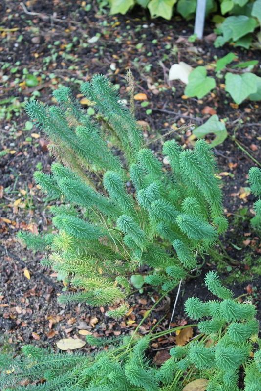 Photo of Cypress Spurge (Euphorbia cyparissias) uploaded by RuuddeBlock