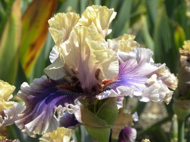 Photo of Tall Bearded Iris (Iris 'Smoke and Thunder') uploaded by SassyCat