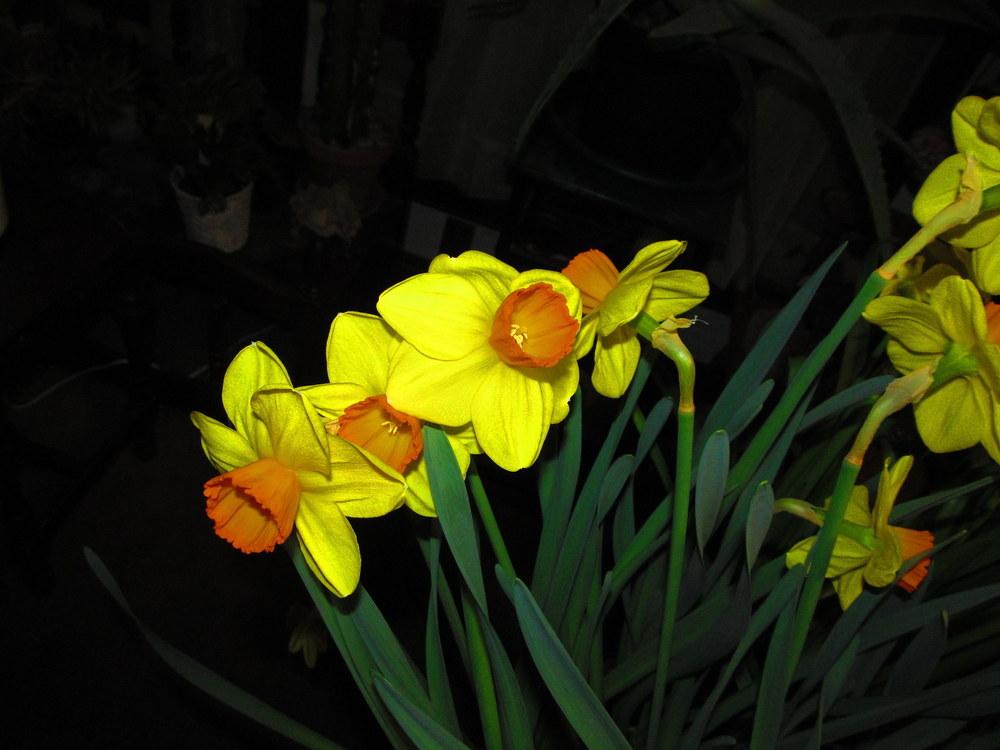 Photo of Large-cupped Daffodil (Narcissus 'Monal') uploaded by jmorth