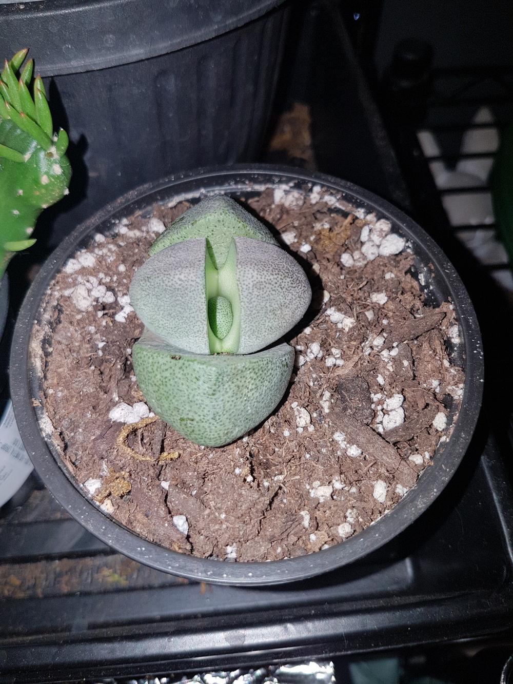 Photo of Split Rock (Pleiospilos nelii) uploaded by Bumbly8ee