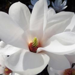 Location: Mendocino Coast Botanical Gardens
Date: 2016-12-13
Magnolia denudata at Mendocino Coast Botanical Gardens | www.gard