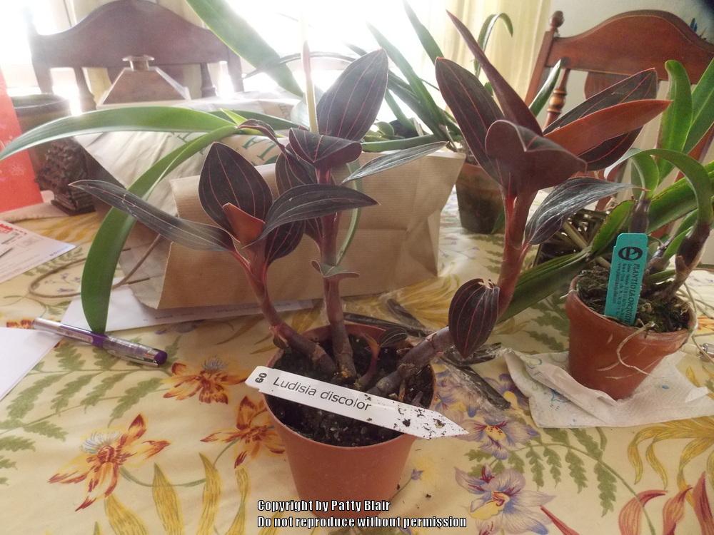Photo of Jewel Orchid (Ludisia discolor) uploaded by SarasotaPatty