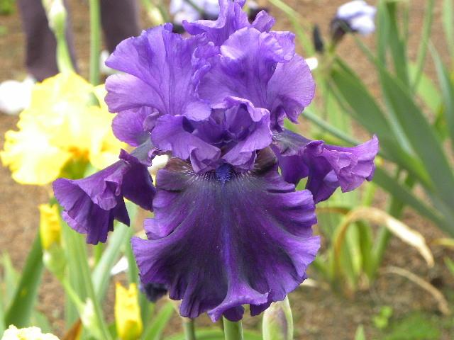 Photo of Tall Bearded Iris (Iris 'Standing Proud') uploaded by SassyCat