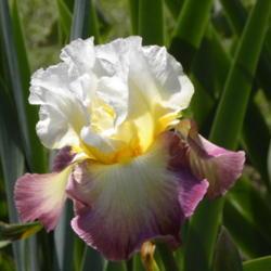 Location: Schreiner's Iris Gardens, Salen, Oregon
Date: 2015-05-18
AIS National Convention, Portland, OR--Iris in Wonderland 2015