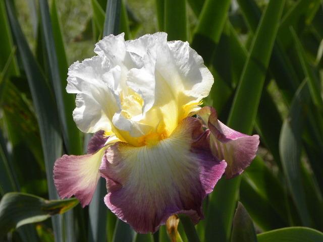 Photo of Tall Bearded Iris (Iris 'Starship Enterprise') uploaded by SassyCat