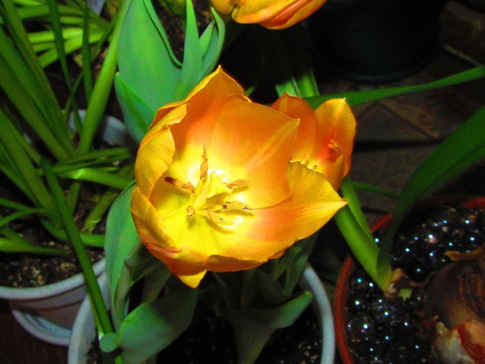 Photo of Tulip (Tulipa 'Jenny') uploaded by jmorth