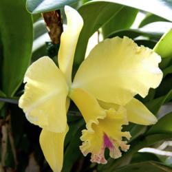 Location: Hausermann's Orchid Nursery Villa Park IL
Date: 2017-02-28