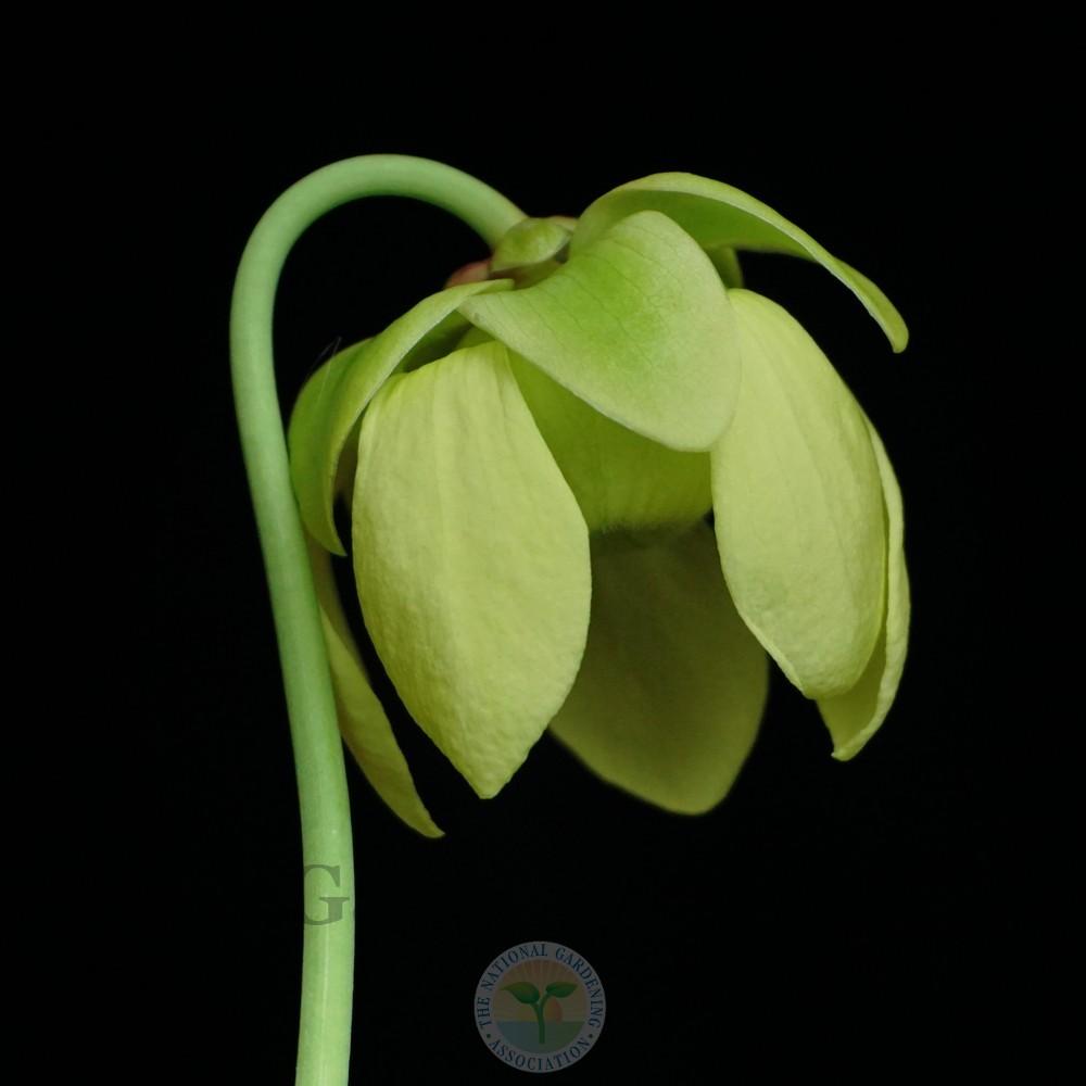 Photo of Pitcher Plant (Sarracenia flava) uploaded by Patty