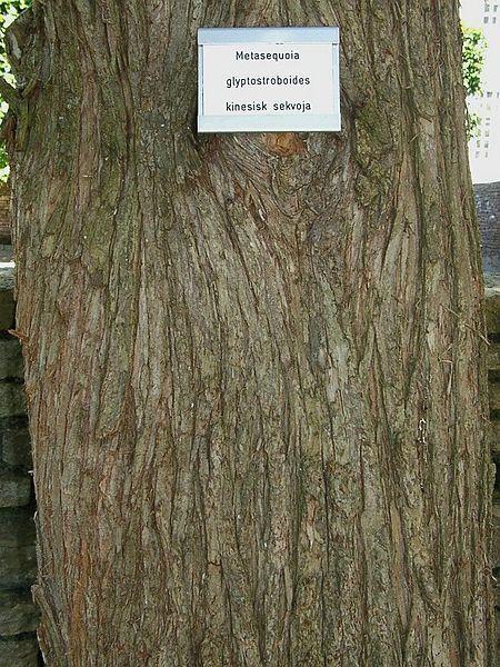 Photo of Dawn Redwood (Metasequoia glyptostroboides) uploaded by robertduval14